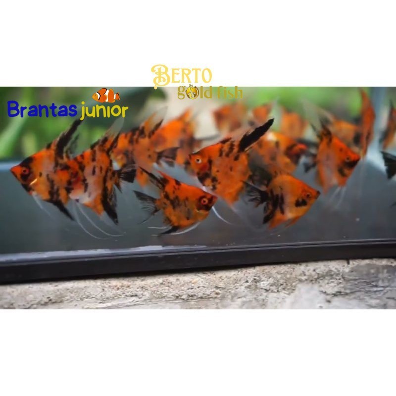 Perlengkapan aquarium Manfish Red Devil Angel garansi ful