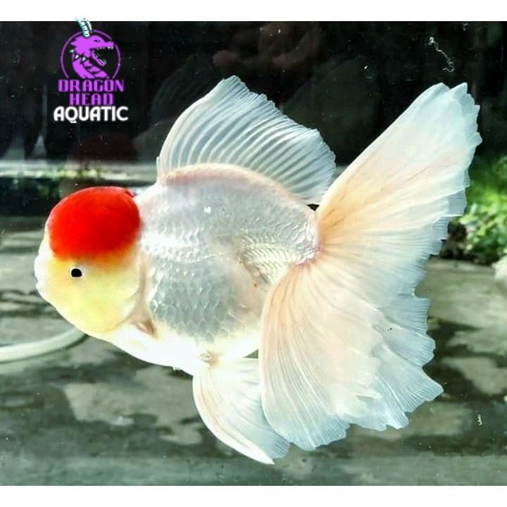 Ikan Koki Oranda RED CAP 10-14 CM / Red Cap Oranda Goldfish / GRADE QUALITY