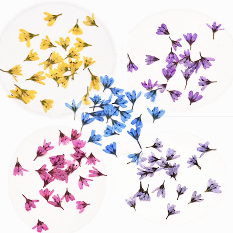 

100 Dried Pressed Lysimachia Barystachys Bunge Flowers Plant Herbarium Jewelry Postcard Invitation Card Phone Case Bookmark DIY