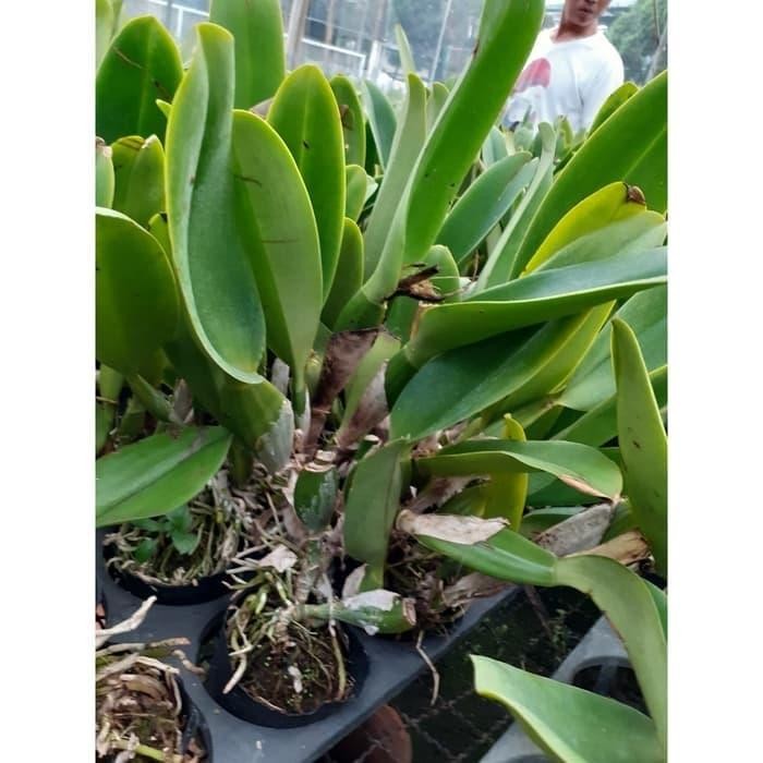 

Catleya Yong Min Orange