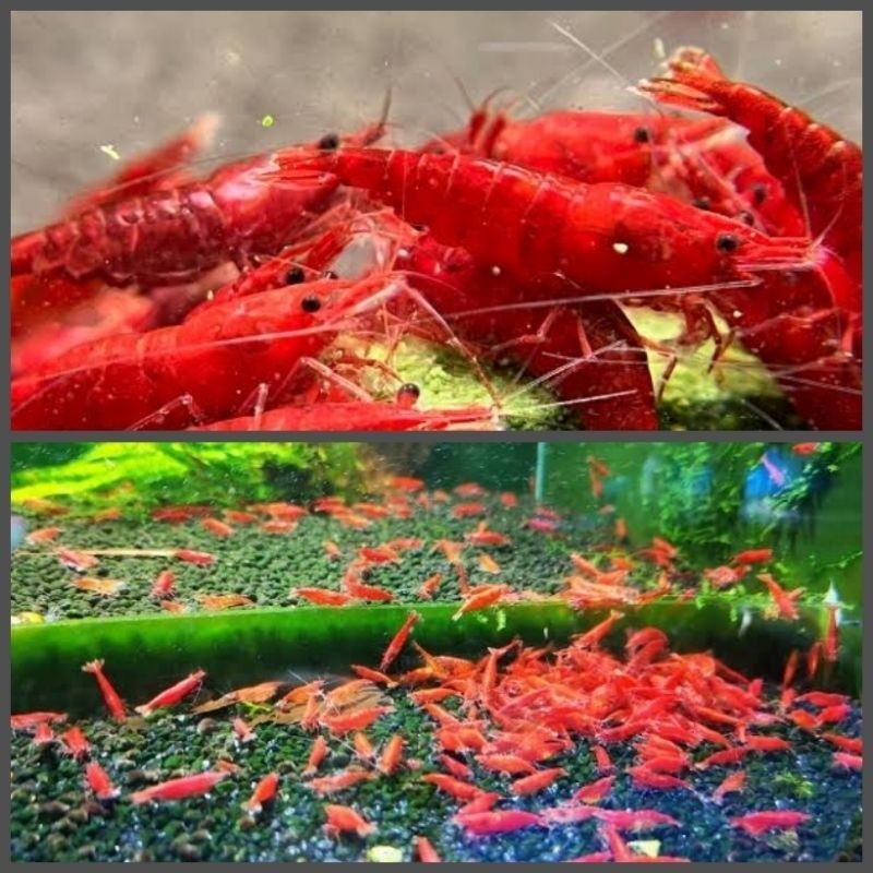 

Paket Udang Hias RCS & Bloody Marry Isi 15 Ekor