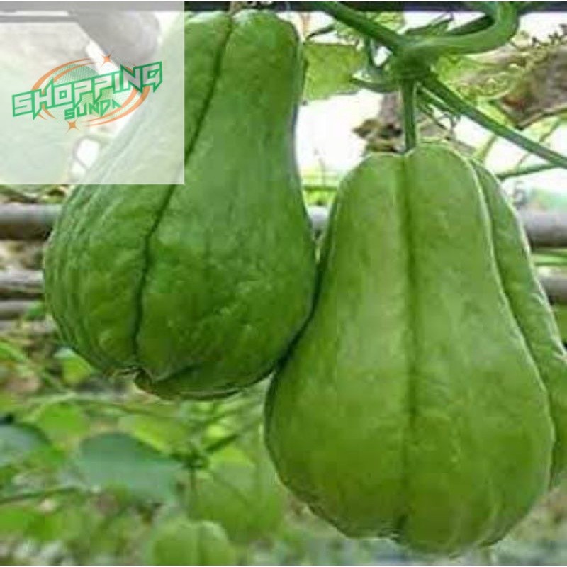 

buah waluh siem segar 500 gram