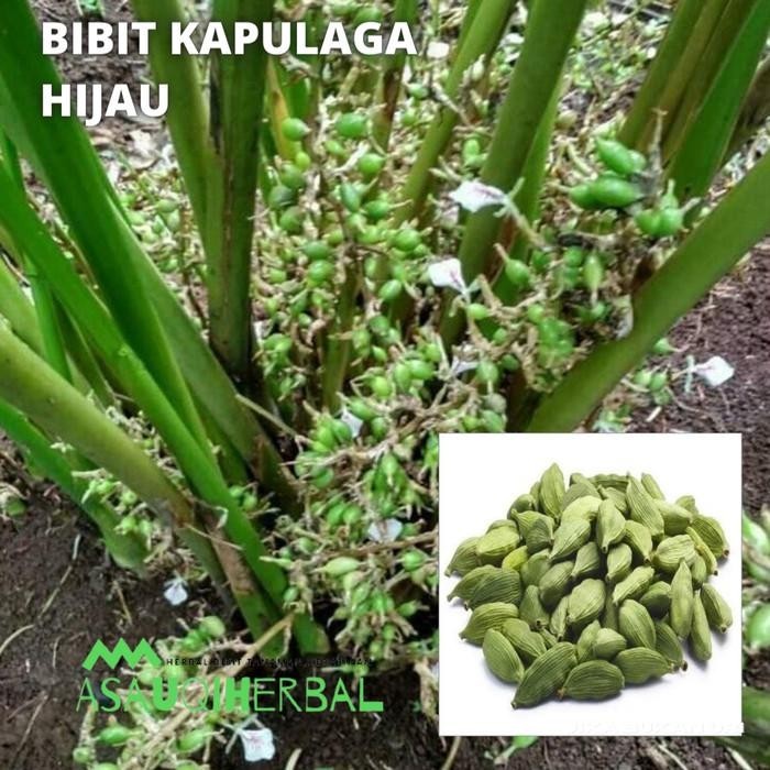 promo Grosir bibit kapulaga hijau india - malabar asli ready