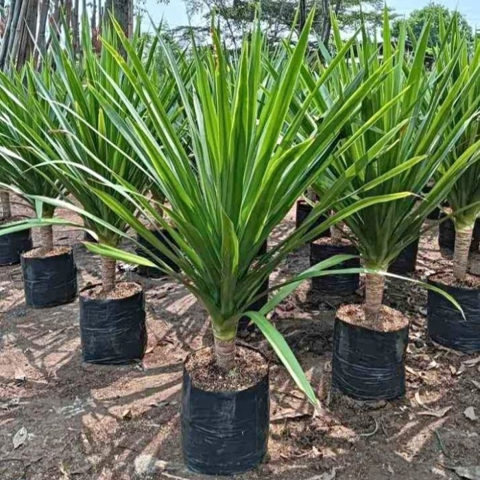 Pandan Bali 1 Meter - pohon pandan bali tanaman pandan bali 1 meter