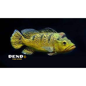 PBASS PEACOK BASS 6-8 CM PBASS KALBERI MONO AZUL BERGARANSI