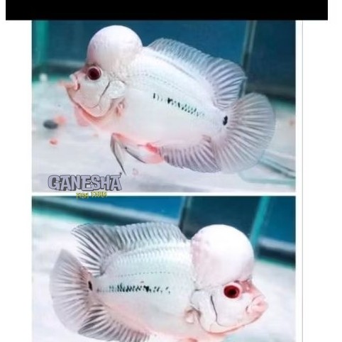 Promo Terbaru VirallBurayak Thaisilk Platinum White F3 Louhan Jenong Thailand 4 cm Pilihan bagus