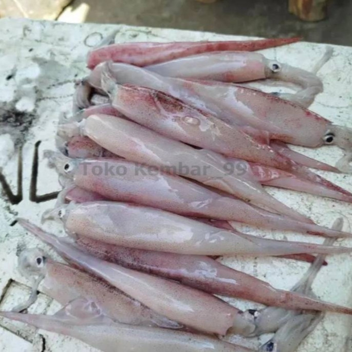 

Cumi Segar 1Kg Cumi Jarum