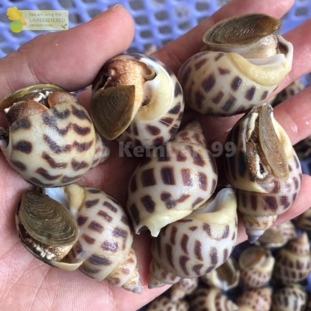 

Keong Macan Segar 1Kg Keong Macan Utuh