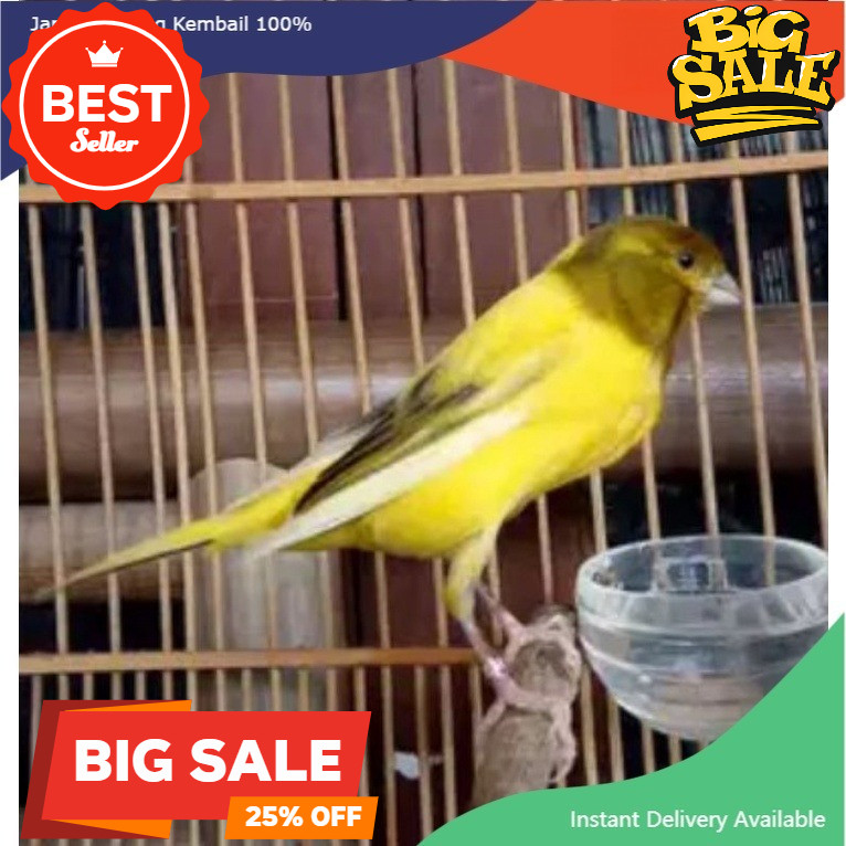 Burung Kenari F1 YS Gacoran koang kicau zaini canary