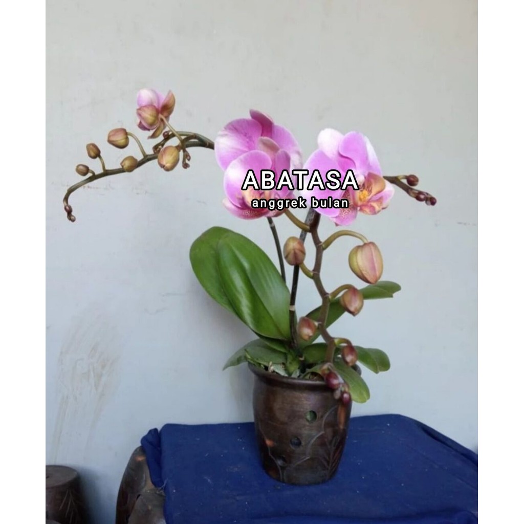 Anggrek Bulan Pasca berbunga