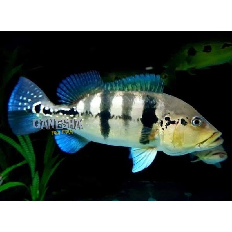 Super promo  Hiasan Aquarium PBass Blue Azul 7 9Cm Full Pelet Tridment