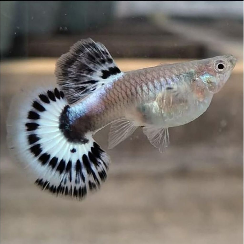 

stiker anomali PROMO PAKET ISI 4PCS GUPPY BETINA RANDOM