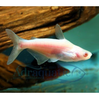 (INSTANT BANDUNG) IKAN HIAS PANGASIUS ALBINO CATFISH IRIDESCENT SHARK PATIN SIAM AIR TAWAR AQUARIUM