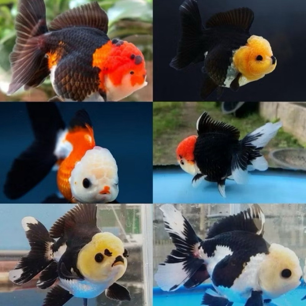 

oranda treecolor super cantik grade A 7-9 cm bergaransi
