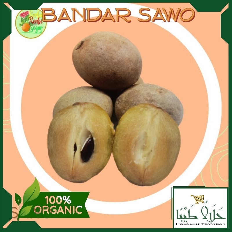 

BANDAR SAWO BUAH SAWO