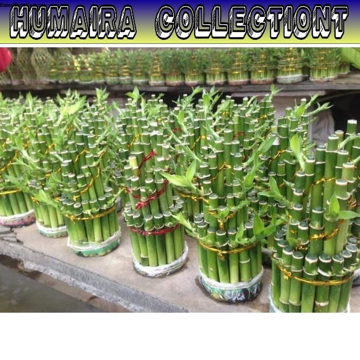 

bibit stek bamboo hockey bambu rejeki hoki kiloan murah dapat banyak 500 gram