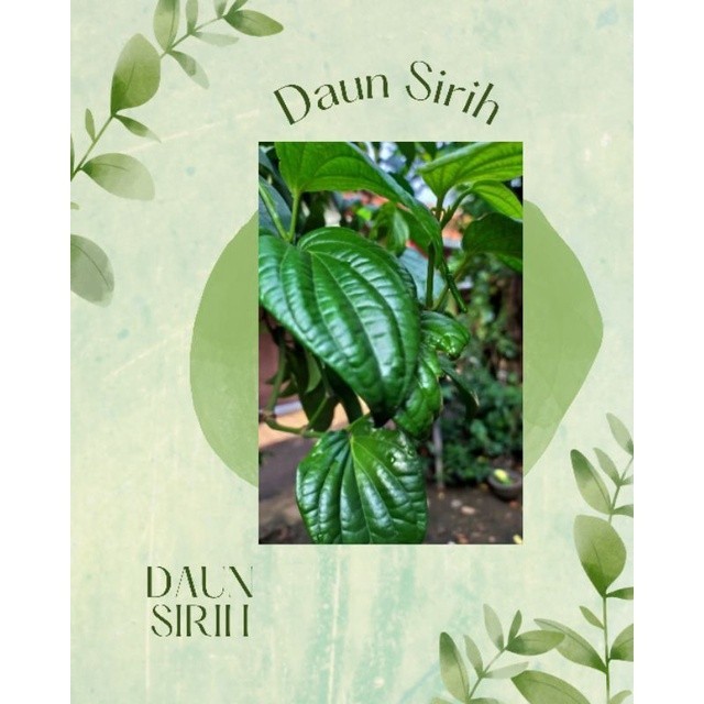 

Daun sirih Segar 100% Organik (Minimal order 10 Helai)