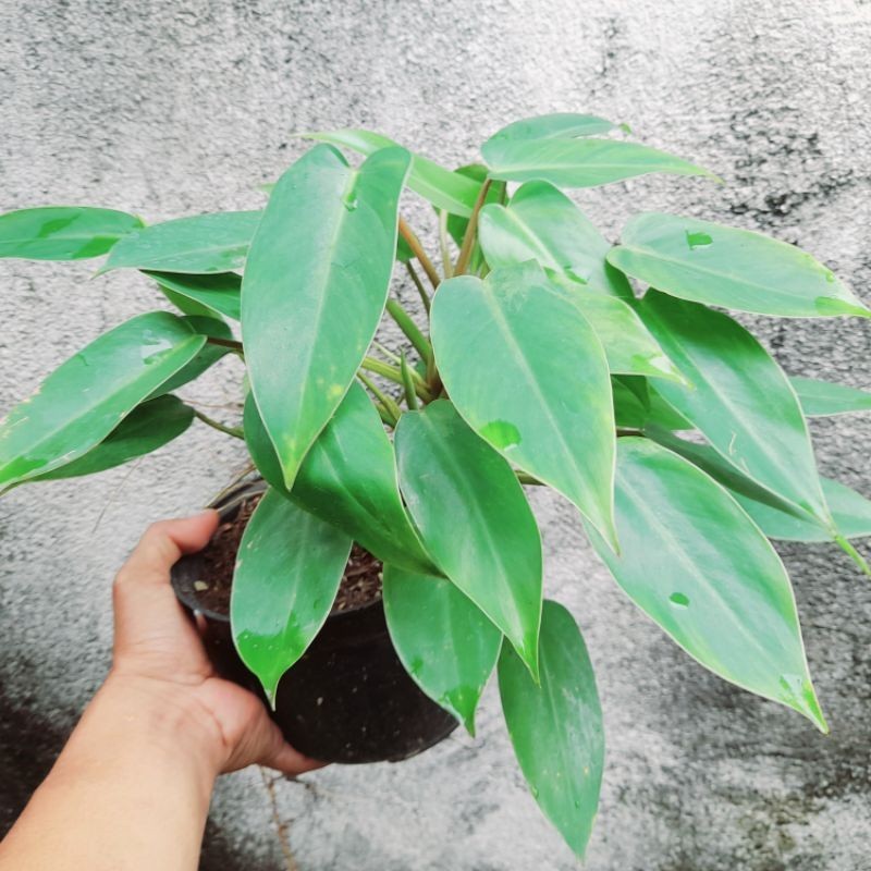 ( BISA COD ) Tanaman Hias Green Emerald - Philo Karet Rimbun Tanaman Hidup Philodendroon / Bunga Hia