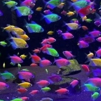 Ikan Hias Warna Warna Ikan Hias Tetra Warna Warni Aquarium Aquascape kolam