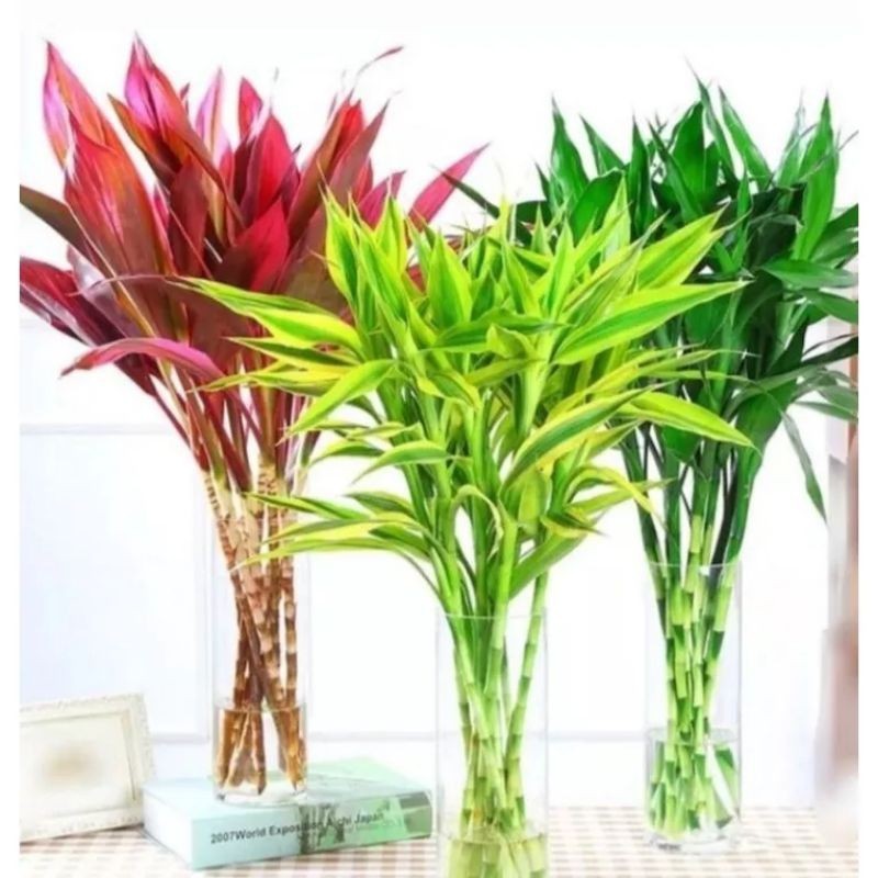 PAKETAN TANAMAN BAMBU HOKI VARIGATA  HANYUANG MERAH DAN BAMBU HOKI HIJAU LUCKY BAMBOO SL
