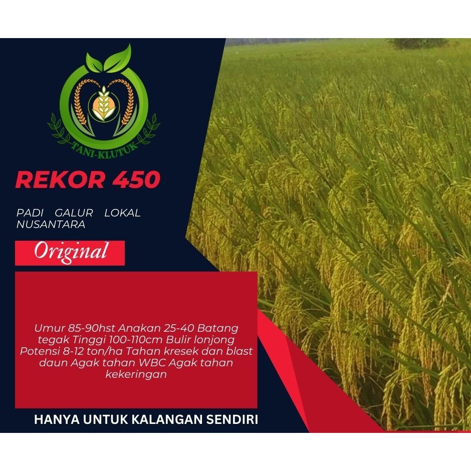 BIBIT/ Benih Padi Unggul REKOR 450 5kg malai panjang ORIGINAL PRODUK