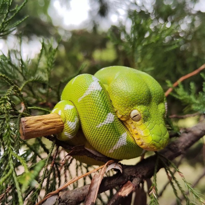Animal Heavenly Body - Resin Animal Emerald Tree Boa Corallus caninus Snake