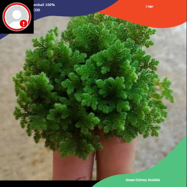 Bibit Azolla Pinata Microphylla Azolla  Bibit Indukan Kualitas Super