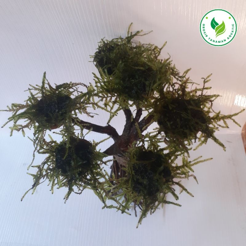 Bonsai Size S Hiasan Aquarium Sudah Termasuk Moss Weeping