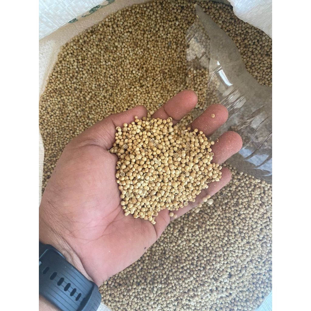 

Ketumbar Tumbar Ungkul Super