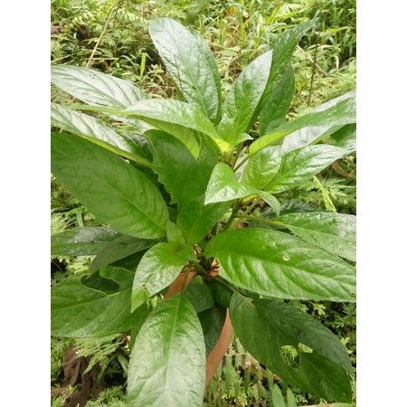 

lalapan daun reundeu lalapan khas sunda/250grm