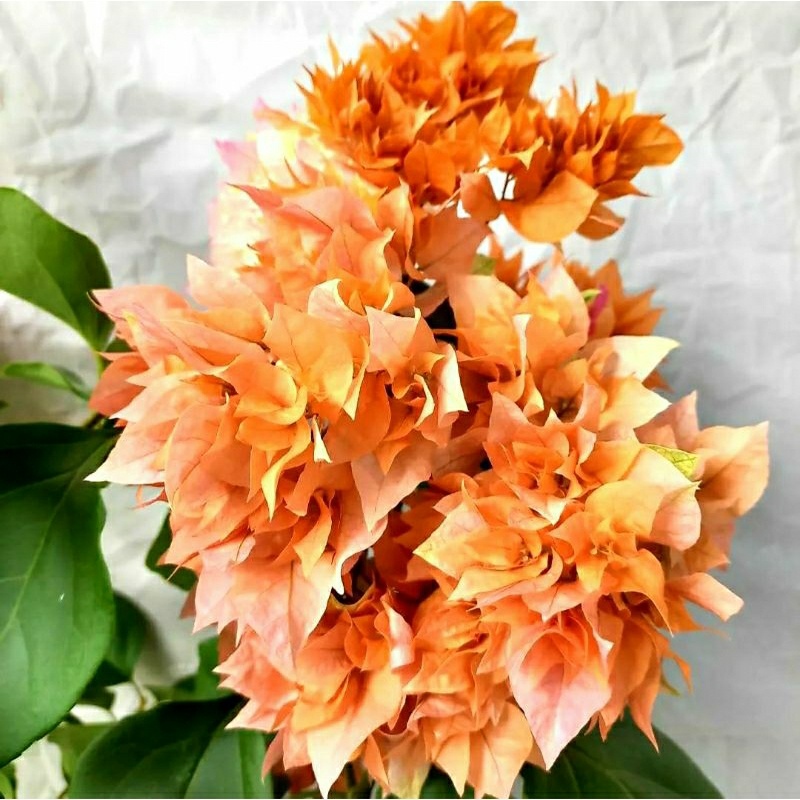 Bougenville Hawai Orange Bunga Hias tanaman
