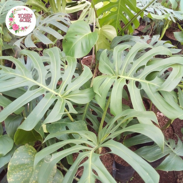 monstera king ukuran besar
