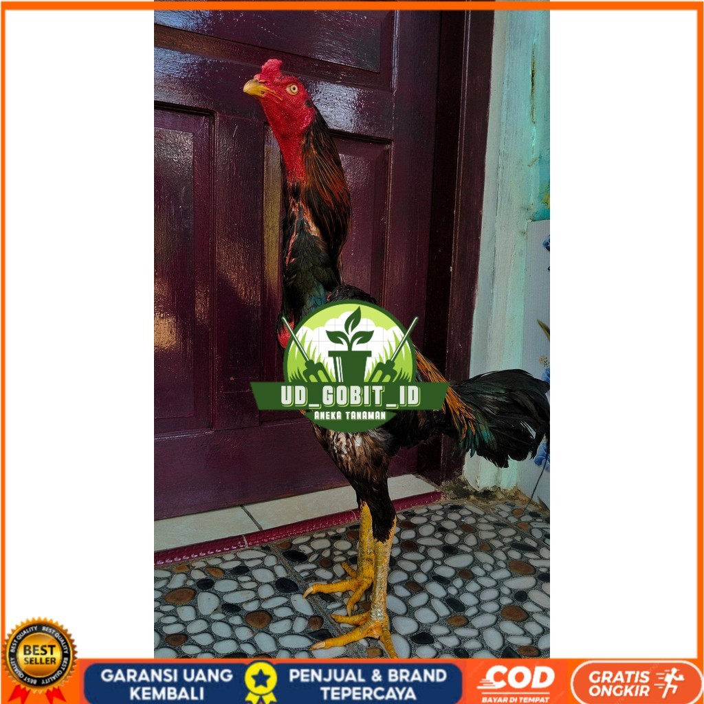 

Telur ayam shamo jepang bangkok aduan siap ditetaskan - ayam-shamo UD_GOBIT_ID