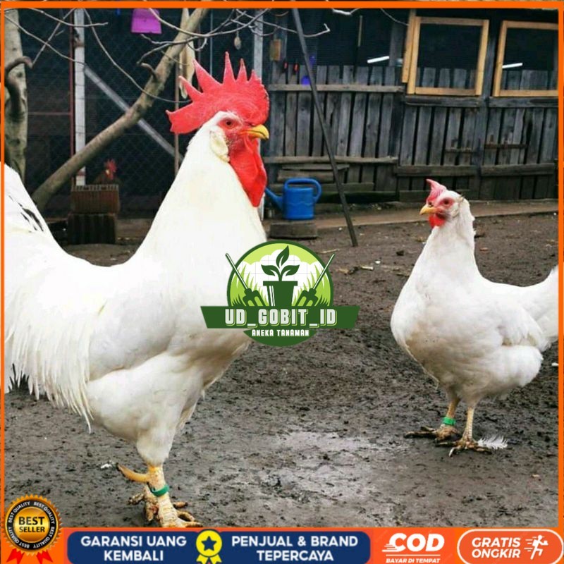 

TELUR AYAM ELBA PETELUR UNTUK DI TETASKAN UD_GOBIT_ID