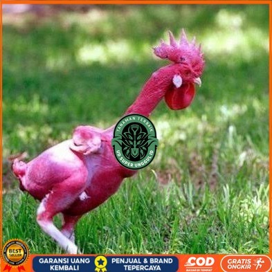 

Telur ayam tanpa bulu / ayam gundul fertil siap ditetaskan - ayam tanpa bulu UD_SUPER_UNGGUL_ID