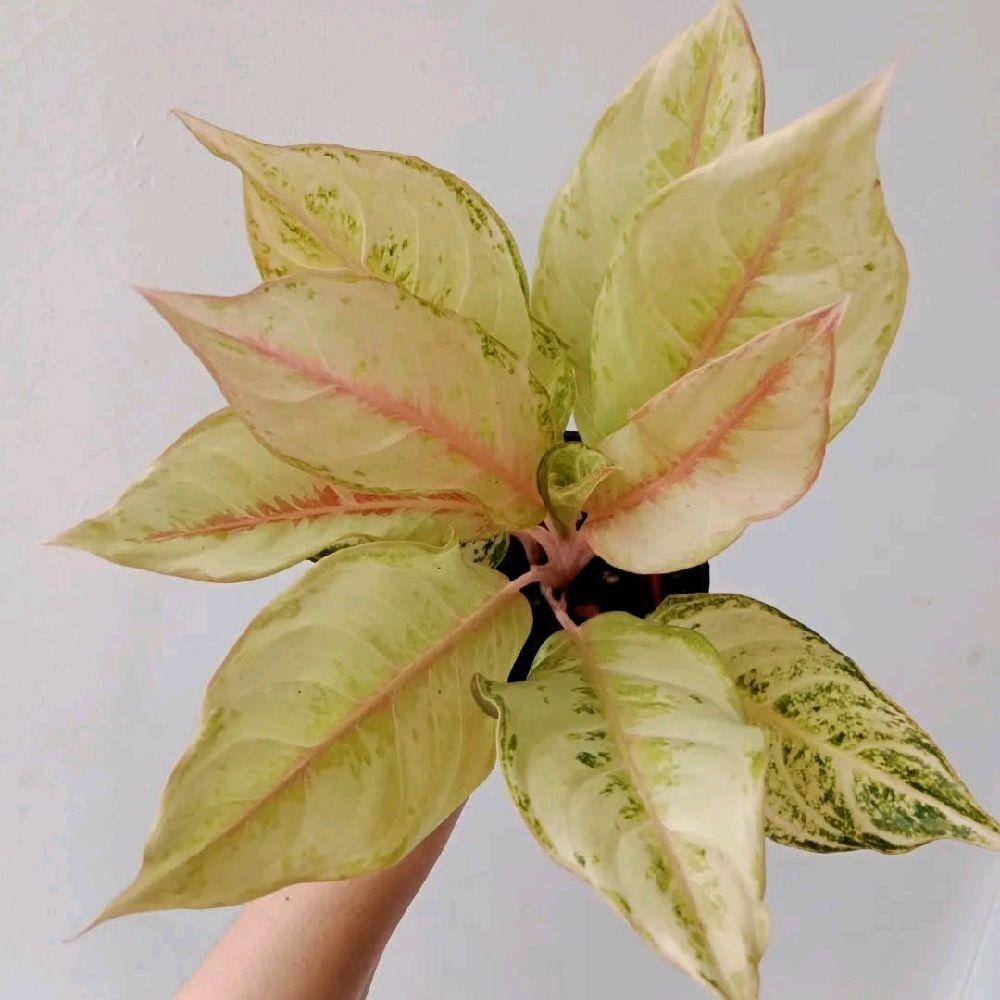 Tanaman Hias Aglonema Frozen - Aglonema Frozen