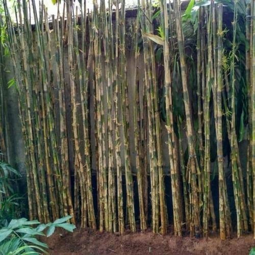 murah tanaman pagar bambu jepang/bambu jepang