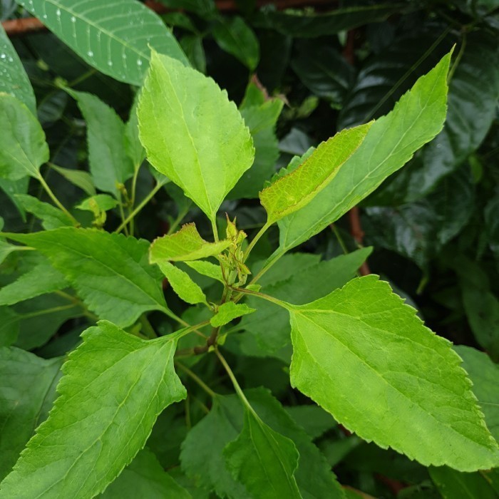 

Terlaris daun kirinyuh segar 1kg/kirinyuh Rempah_herbalCo