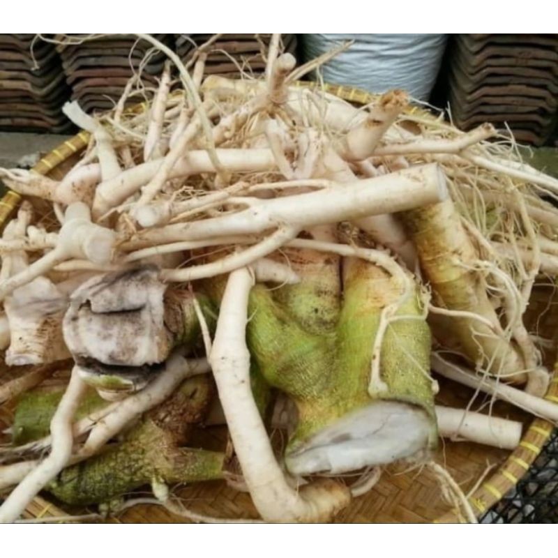 

Akar pepaya , Akar d ambil dadakan untuk obat herbal Rempah_herbalCo