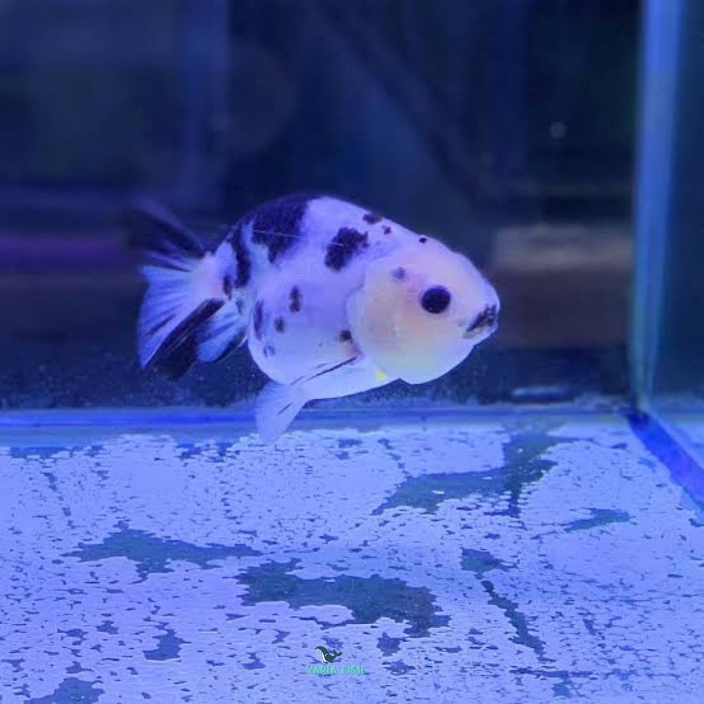 Ikan koki Ranchu White Calico sapian 8-10 cm