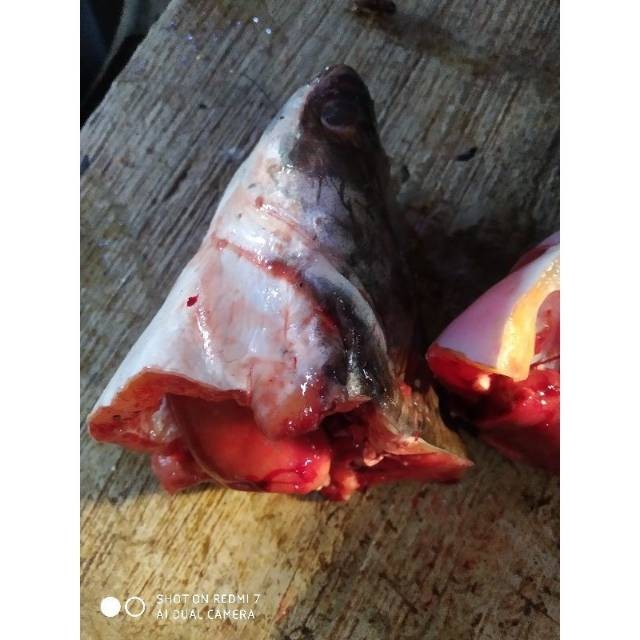 

Kepala Ikan Patin Ikan Patin 1kg