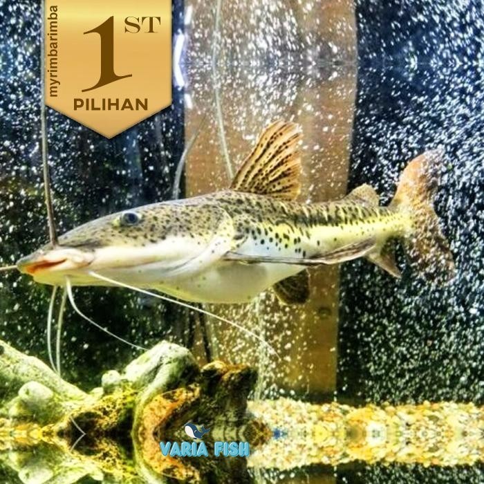 PREMIUM Leopard Catfish 10-12 cm Ikan Hias Predator Hiasan Aquarium Tanaman Aquascape