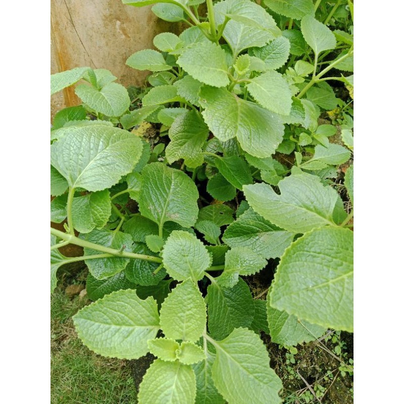 

daun jinten segar alamai 1 kg Herbal COD