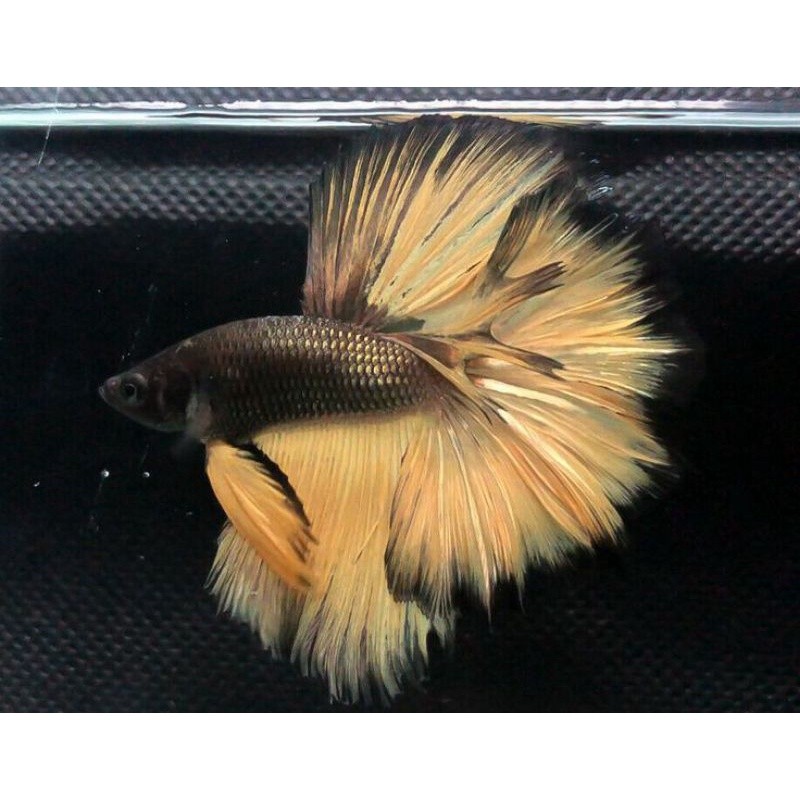 Hobi New Halfmoon Cooper HM Bogor Bulan