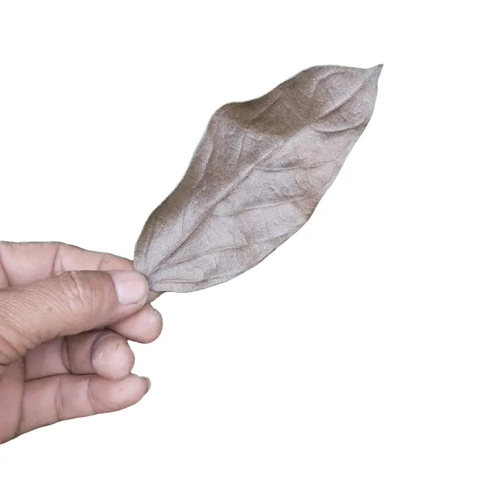 

Daun Cincau Hijau Kering 1 Kg