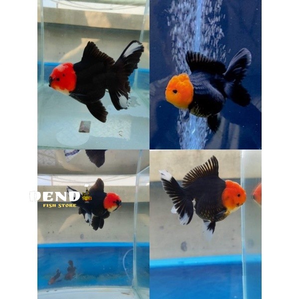 Oranda tanco 9-12 cm / ikan mas koki oranda tanco import / tricolor fancy