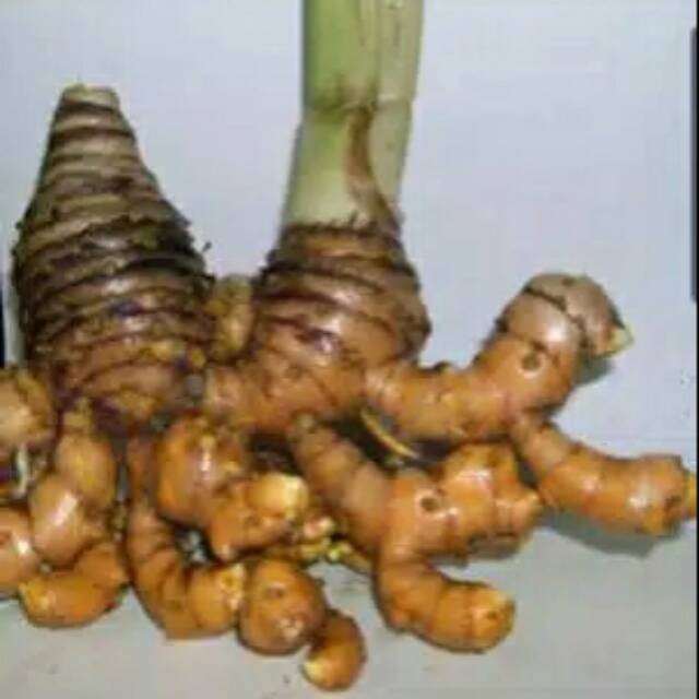 

TEMULAWAK / temu lawak jamu herbal segar 250gr