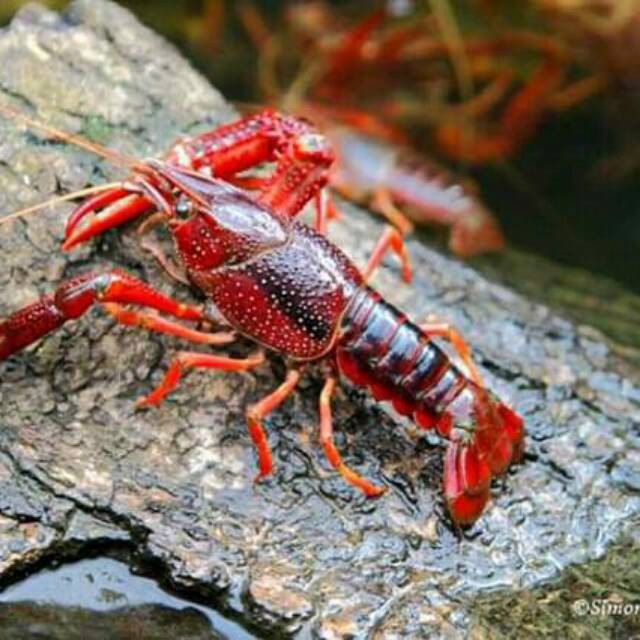 Lobster Air tawar, Lobster Laut