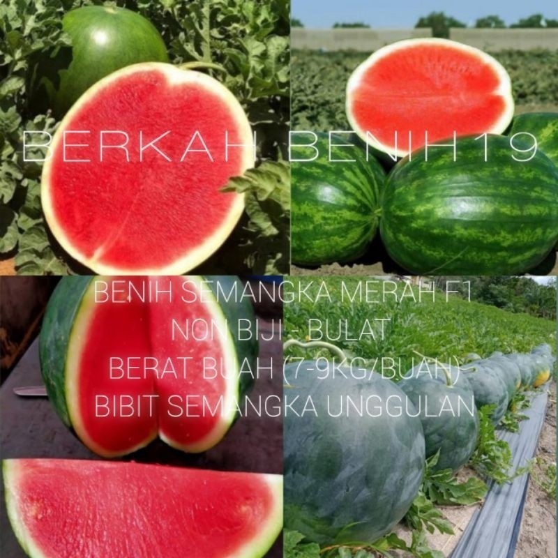 SUPERAN 100+ BENIH SEMANGKA MERAH NON BIJI JUMBO F1 (7-10kg/BUAH) BIBIT BUAH UNGGUL