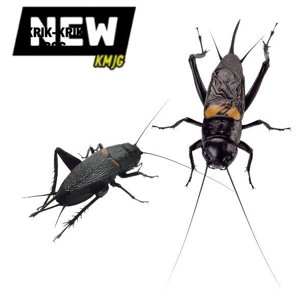 COD JK JANGKRIK SAPSAPINDIT. ID Jangkrik Aduan Jumbo Best Seller Jangkrik jaliteng jerabang ..